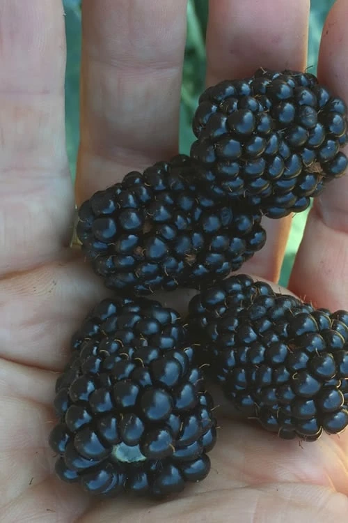 Prime Ark Traveler Blackberry Plant - 1 Gallon Pot Prime Ark Traveler Blackberry Plant - 1 Gallon Pot -Garden Plants shop Blackberry Prime Ark Traveler 1 1