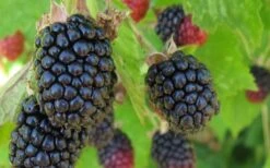 Triple Crown Thornless Blackberry Plant - 1 Gallon Pot -Garden Plants shop Blackberry Triple Crown 1