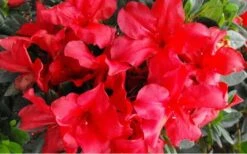 Fireside Red Bloom 'N Again Azalea - 2 Gallon Pot -Garden Plants shop Bloom N Again Azalea Fireside Red