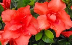 Orange Frost Bloom 'N Again Azalea - 1 Gallon Pot -Garden Plants shop Bloom N Again Azalea Orange Frost