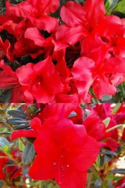 Fireside Red Bloom 'N Again Azalea - 2 Gallon Pot -Garden Plants shop Bloom N Again Fireside Red 1 500x750 1