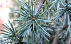 Horstmann Dwarf Blue Atlas Cedar - 2 Gallon Pot -Garden Plants shop Blue Atlas Cedar Needles Foliage leaves