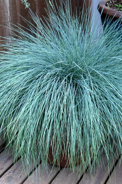 Beyond Blue Festuca (Fescue) - 6 Pack of 1 Gallon Pots Beyond Blue Festuca (Fescue) - 6 Pack Of 1 Gallon Pots -Garden Plants shop Blue Fescue Beyond Blue 21 1