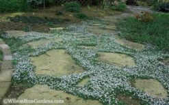Blue Star Creeper (Laurentia Fluviatilis) - 5 Pack Of Pint Pots -Garden Plants shop Blue Star Creeper 20