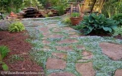 Blue Star Creeper (Laurentia Fluviatilis) - 5 Pack Of Pint Pots -Garden Plants shop Blue Star Creeper 21