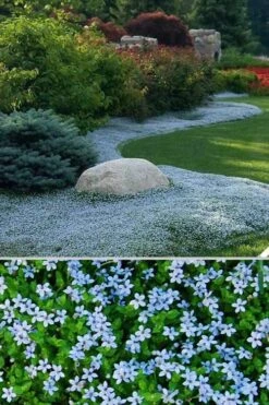 Blue Star Creeper (Laurentia Fluviatilis) - 5 Pack Of Pint Pots -Garden Plants shop Blue Star Creeper 24