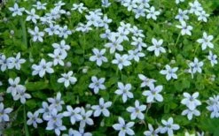 Blue Star Creeper (Laurentia Fluviatilis) - 5 Pack Of Pint Pots -Garden Plants shop Blue Star Creeper Laurentia 1
