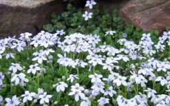 Blue Star Creeper (Laurentia Fluviatilis) - 5 Pack Of Pint Pots -Garden Plants shop Blue Star Creeper Laurentia Isotoma