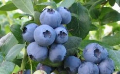 Bless Your Heart Rabbiteye Blueberry - 1 Gallon Pot 3 Bless Your Heart Rabbiteye Blueberry - 1 Gallon Pot -Garden Plants shop Blueberry Bless Your Heart