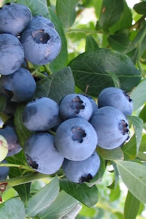 Bless Your Heart Rabbiteye Blueberry - 1 Gallon Pot Bless Your Heart Rabbiteye Blueberry - 1 Gallon Pot -Garden Plants shop Blueberry Bless Your Heart 500x750 1