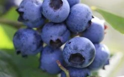 Delite Rabbiteye Blueberry - 1 Gallon Pot -Garden Plants shop Blueberry Delite