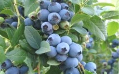 Ochlockonee Rabbiteye Blueberry - 3 Gallon Pot 3 Ochlockonee Rabbiteye Blueberry - 3 Gallon Pot -Garden Plants shop Blueberry Ochlockonee