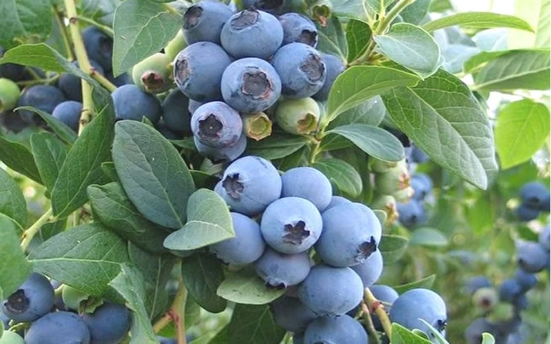 Ochlockonee Rabbiteye Blueberry - 3 Gallon Pot Ochlockonee Rabbiteye Blueberry - 3 Gallon Pot -Garden Plants shop Blueberry Ochlockonee