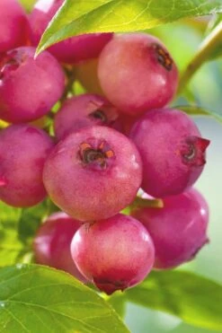 Pink Lemonade Blueberry - 3 Gallon Pot -Garden Plants shop Blueberry Pink Lemonade 6