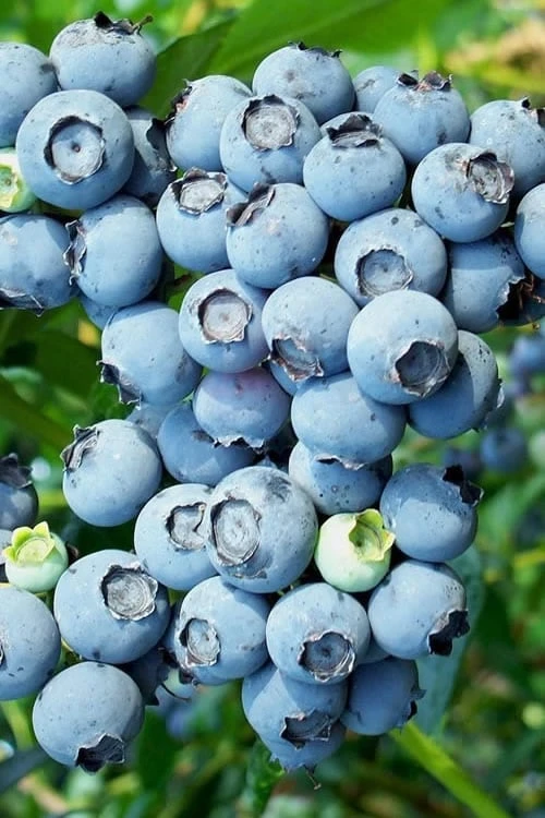 Brightwell Rabbiteye Blueberry - 1 Gallon Pot Brightwell Rabbiteye Blueberry - 1 Gallon Pot -Garden Plants shop Blueberry Rabbiteye Brightwell 500x750 1