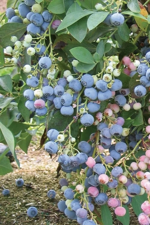 Ochlockonee Rabbiteye Blueberry - 3 Gallon Pot Ochlockonee Rabbiteye Blueberry - 3 Gallon Pot -Garden Plants shop Blueberry Rabbiteye Ochlockonee 500x750 1