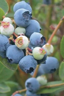 Powderblue Rabbiteye Blueberry - 7 Gallon Pot