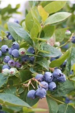 Jubilee Southern Highbush Blueberry - 3 Gallon Pot 3 Jubilee Southern Highbush Blueberry - 3 Gallon Pot -Garden Plants shop Blueberry Southern Higbush Jubilee 500x750 1