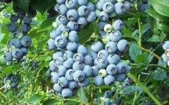 Tifblue Rabbiteye Blueberry - 7 Gallon Pot -Garden Plants shop Blueberry Tifblue 1