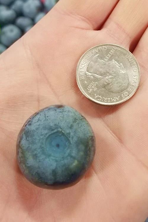 Titan Blueberry - 7 Gallon Pot Titan Blueberry - 7 Gallon Pot -Garden Plants shop Blueberry Titan 10 1