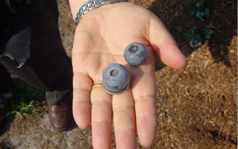 Titan Blueberry - 3 Gallon Pot Titan Blueberry - 3 Gallon Pot -Garden Plants shop Blueberry Titan 2