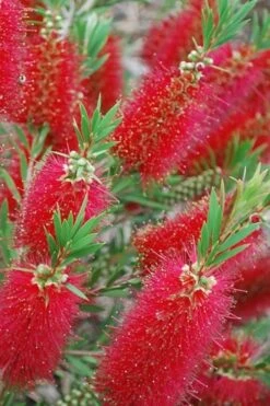 Red Cluster Bottlebrush Tree - 3 Gallon Pot -Garden Plants shop Bottlebrush Red Cluster 500x750 1