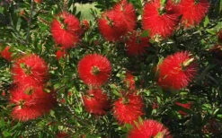 Scarlet Compacta Bottlebrush - Callistemon - 3 Gallon Pot 2 Scarlet Compacta Bottlebrush - Callistemon - 3 Gallon Pot -Garden Plants shop Bottlebrush Scarlet Compacta 2