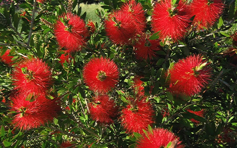 Scarlet Compacta Bottlebrush - Callistemon - 3 Gallon Pot Scarlet Compacta Bottlebrush - Callistemon - 3 Gallon Pot -Garden Plants shop Bottlebrush Scarlet Compacta 2