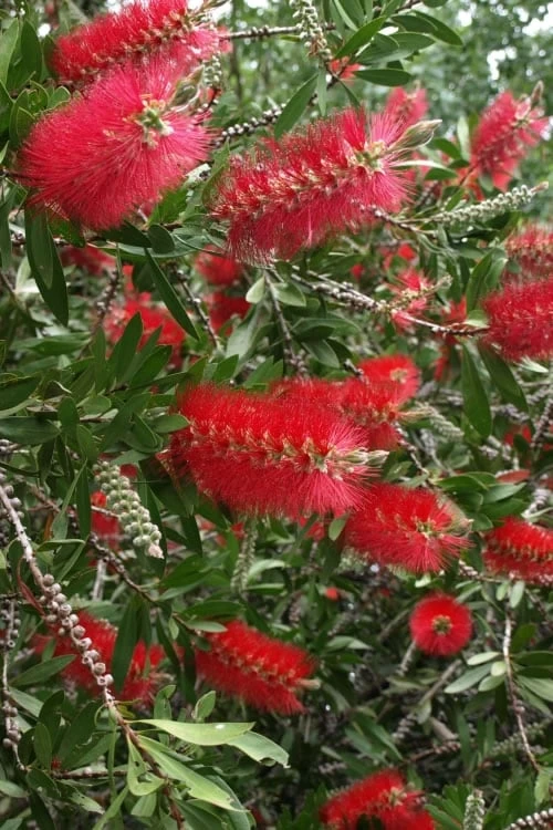 Scarlet Compacta Bottlebrush - Callistemon - 3 Gallon Pot Scarlet Compacta Bottlebrush - Callistemon - 3 Gallon Pot -Garden Plants shop Bottlebrush Scarlet Compacta 500x750 1