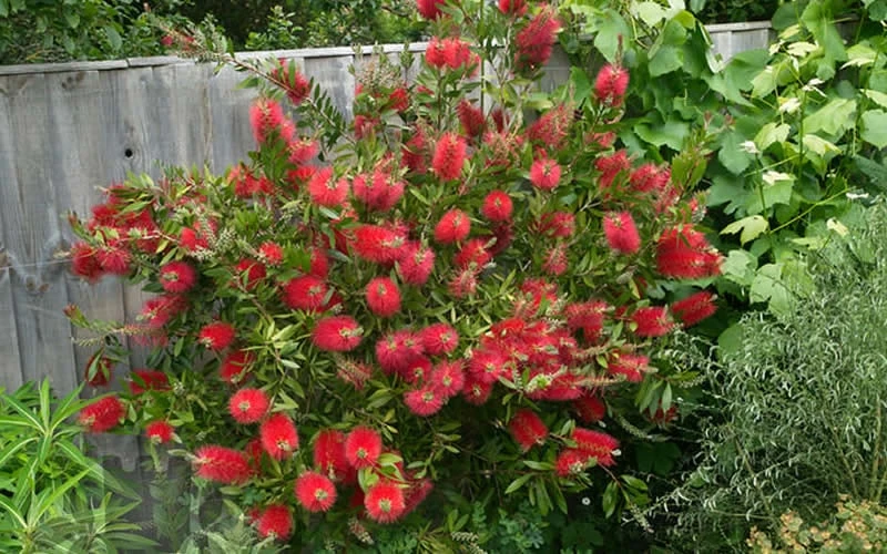 Scarlet Compacta Bottlebrush - Callistemon - 3 Gallon Pot Scarlet Compacta Bottlebrush - Callistemon - 3 Gallon Pot -Garden Plants shop Bottlebrush Scarlet Compacta