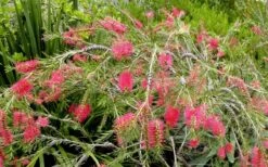Semmes Cold Hardy Red Bottlebrush - Callistemon - 3 Gallon Pot -Garden Plants shop Bottlebrush Woodlanders Hardy Red 17