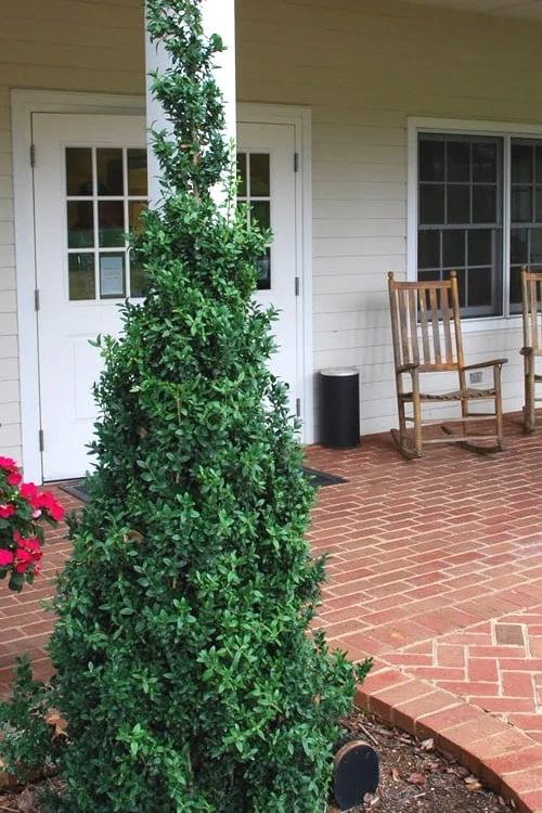 Dee Runk Columnar Boxwood - 6 Pack of 1 Gallon Pots Dee Runk Columnar Boxwood - 6 Pack Of 1 Gallon Pots -Garden Plants shop Boxwood Dee Runk 1 500x750 4