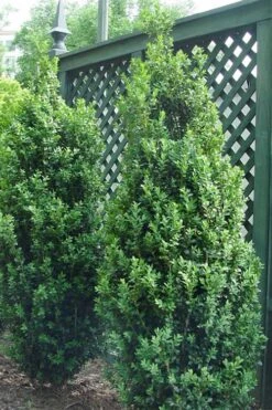 Dee Runk Columnar Boxwood - 3 Gallon Pot -Garden Plants shop Boxwood Dee Runk 2 500x750 1