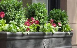 Dwarf English Boxwood - 6 Pack Of 1 Gallon Pots -Garden Plants shop Boxwood Dwarf English 2 2