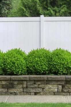 Dwarf English Boxwood - 2 Gallon Pot -Garden Plants shop Boxwood Dwarf English 3