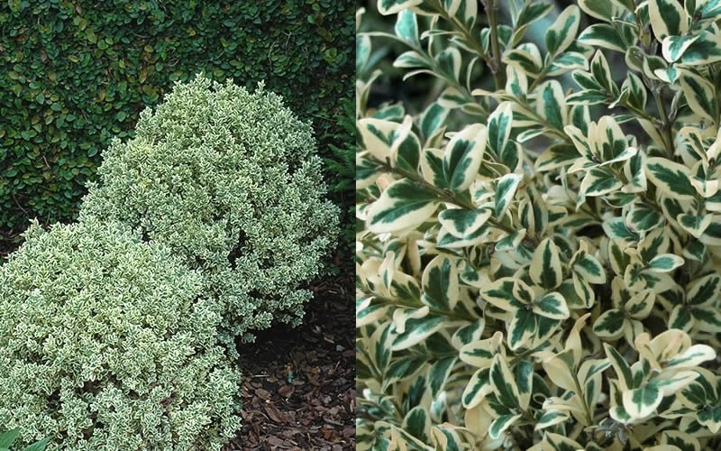 Dwarf Variegated Boxwood - 6 Pack of 1 Gallon Pots Dwarf Variegated Boxwood - 6 Pack Of 1 Gallon Pots -Garden Plants shop Boxwood Dwarf Variegated 50 1
