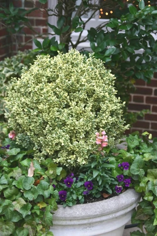 Dwarf Variegated Boxwood - 6 Pack of 1 Gallon Pots Dwarf Variegated Boxwood - 6 Pack Of 1 Gallon Pots -Garden Plants shop Boxwood Dwarf Variegated 500x750 2