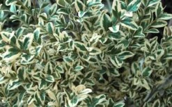 Dwarf Variegated Boxwood - 5 Gallon Pot -Garden Plants shop Boxwood Dwarf Variegated 51 3