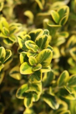 Golden Triumph Variegated Dwarf Boxwood - 1 Gallon Pot 5 Golden Triumph Variegated Dwarf Boxwood - 1 Gallon Pot -Garden Plants shop Boxwood Golden Triumph 3 2