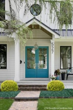 Golden Triumph Variegated Dwarf Boxwood - 6 Pack Of 1 Gallon Pots -Garden Plants shop Boxwood Golden Triumph 7