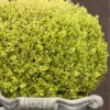 Golden Triumph Variegated Dwarf Boxwood - 6 Pack Of 1 Gallon Pots