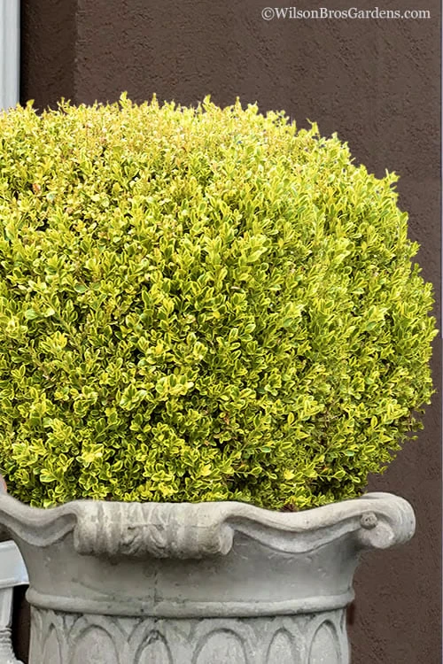 Golden Triumph Variegated Dwarf Boxwood - 1 Gallon Pot Golden Triumph Variegated Dwarf Boxwood - 1 Gallon Pot -Garden Plants shop Boxwood Golden Triumph 9 2