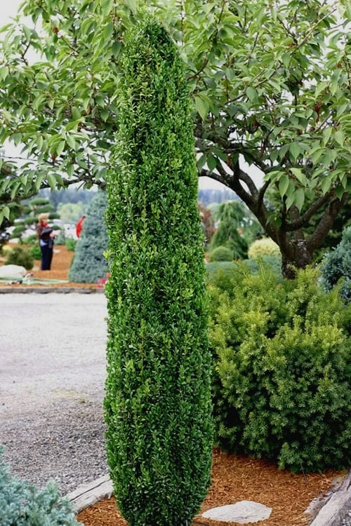 Graham Blandy Columnar Boxwood - 5 Gallon Pot Graham Blandy Columnar Boxwood - 5 Gallon Pot -Garden Plants shop Boxwood Graham Blandy 1 3