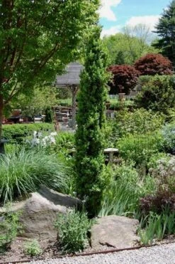 Graham Blandy Columnar Boxwood - 6 Pack Of 1 Gallon Pots 3 Graham Blandy Columnar Boxwood - 6 Pack Of 1 Gallon Pots -Garden Plants shop Boxwood Graham Blandy 2