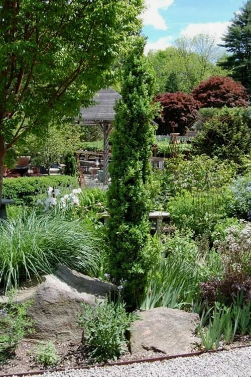 Graham Blandy Columnar Boxwood - 5 Gallon Pot Graham Blandy Columnar Boxwood - 5 Gallon Pot -Garden Plants shop Boxwood Graham Blandy 2 3