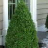 Green Mountain Boxwood - 1 Gallon Pot