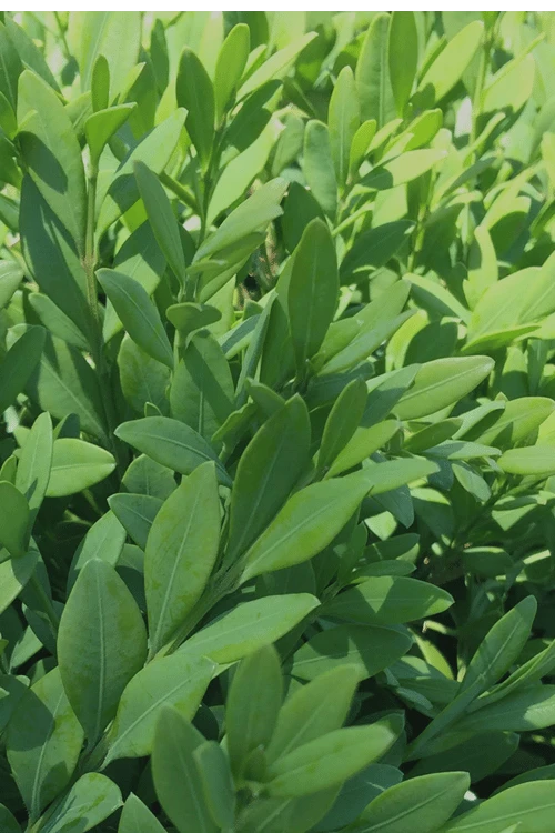 Green Mountain Boxwood - 1 Gallon Pot Green Mountain Boxwood - 1 Gallon Pot -Garden Plants shop Boxwood Green Mountain 12 4