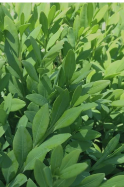 Green Mountain Boxwood - 3 Gallon Pot 5 Green Mountain Boxwood - 3 Gallon Pot -Garden Plants shop Boxwood Green Mountain 12 6