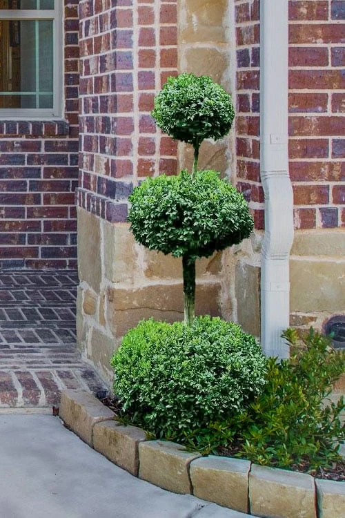 Common Boxwood 3-Ball Poodle Tier Topiary (Buxus sempervirens) - 5 Gallon Pot Common Boxwood 3-Ball Poodle Tier Topiary (Buxus Sempervirens) - 5 Gallon Pot -Garden Plants shop Boxwood Green Mountain 3 Ball Poodle Tier 4