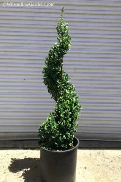 Green Mountain Boxwood Spiral Topiary - 5 Gallon Pot -Garden Plants shop Boxwood Green Mountain Spiral 1